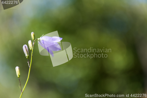 Image of Blossom Bluebell and buds