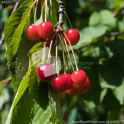 Image of Bunch of ripe cherries closeup