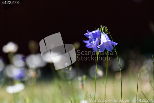 Image of Bluebells bunch by a dark background