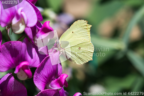 Image of Yellow butterfly closeup