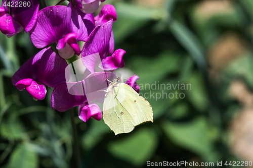 Image of Brimstone butterfly closeup