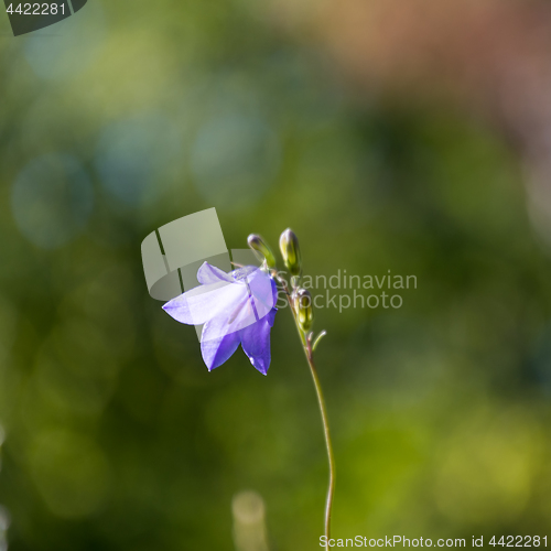 Image of Sunlit single Bluebell closeup