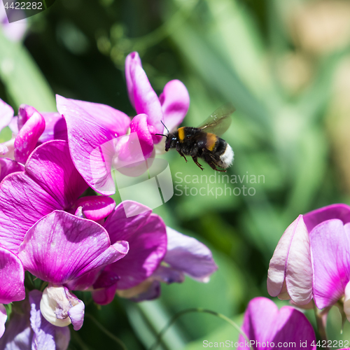 Image of Bumble Bee on a flower