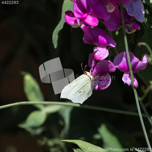 Image of Brimstone butterfly on a flower