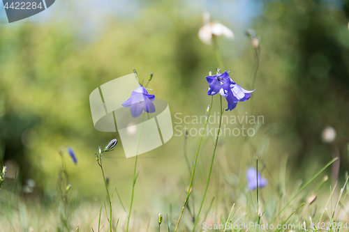 Image of Blue Bells from low perspective