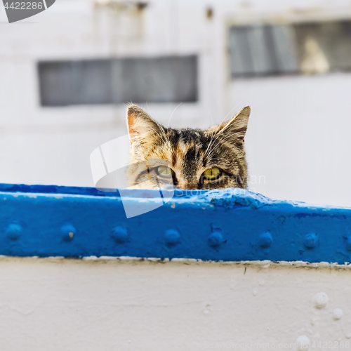 Image of Cat On Board