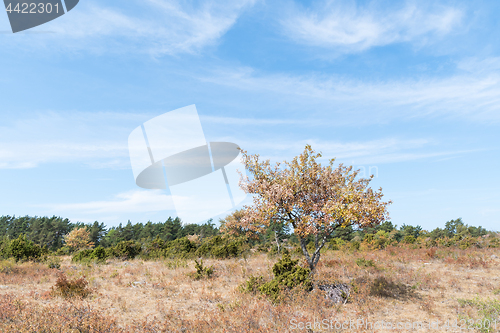 Image of Landscape in need of rain