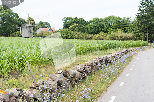 Image of Chicory flowers by roadside