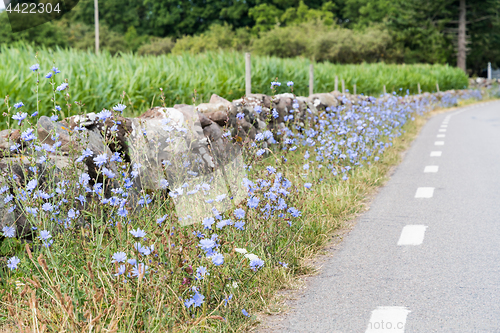 Image of Roadside with Chicory flowers