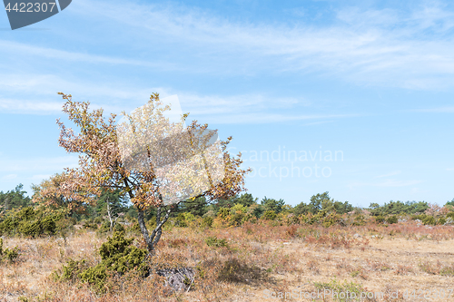 Image of Brown dry landscape