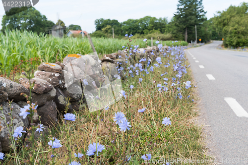 Image of Beautiful roadside with blue flowers