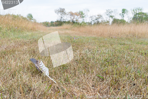 Image of Lost bird feather