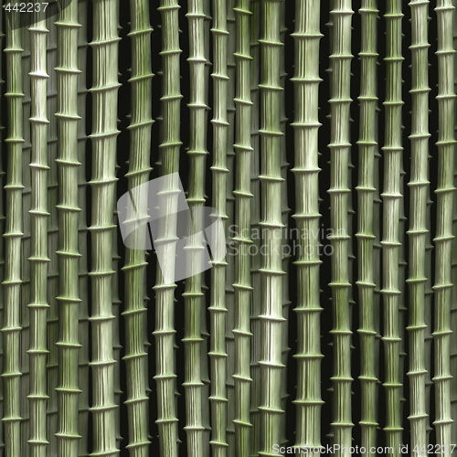 Image of Bamboo plants