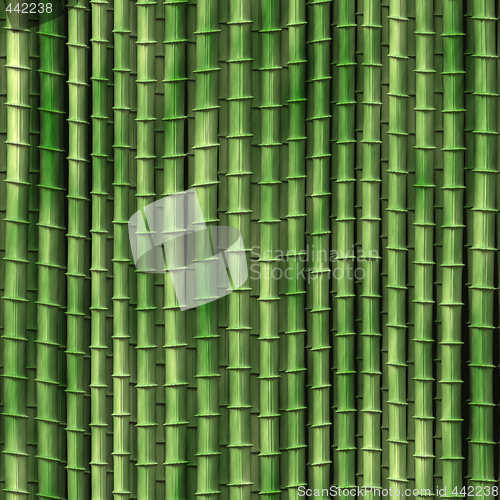 Image of Bamboo plants