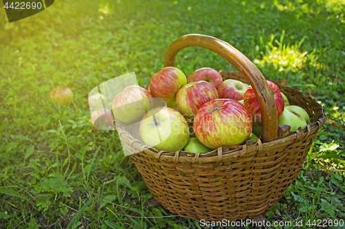 Image of Freshly picked apples in the wooden basket on green grass