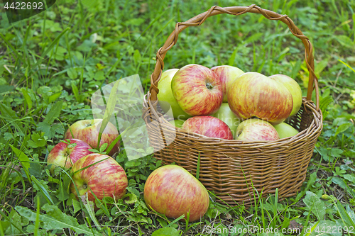 Image of Freshly picked apples in the wooden basket on green grass