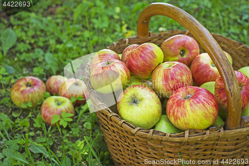 Image of Freshly picked apples in the wooden basket on green grass