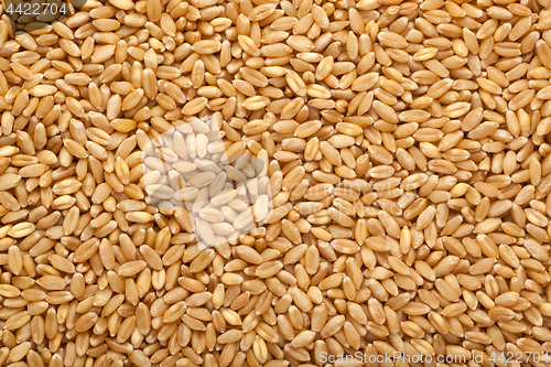 Image of Wheat grain