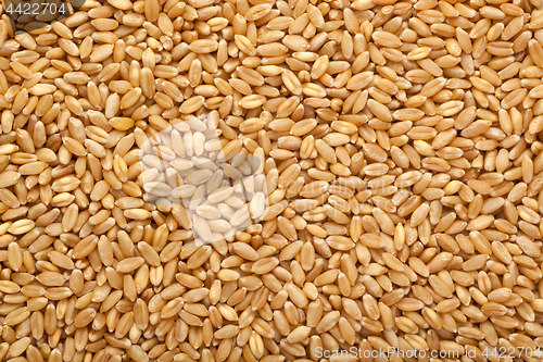 Image of Wheat grain