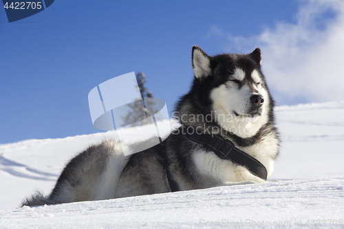 Image of Dog husk outdoors lies on the snow