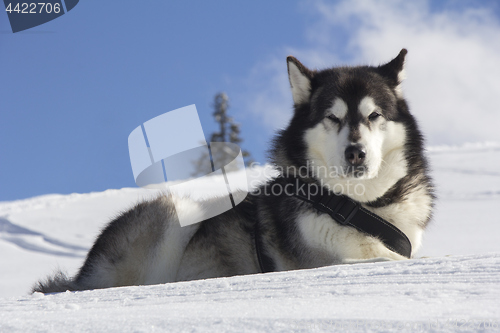 Image of Dog husk outdoors lies on the snow