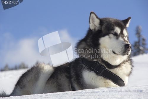 Image of Dog husk outdoors lies on the snow