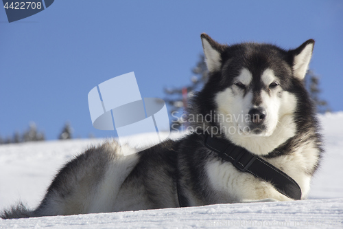 Image of Dog husk outdoors lies on the snow