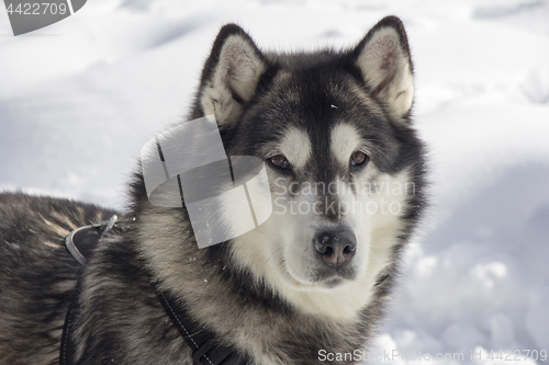 Image of Dog husk outdoors on the snow