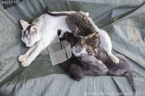 Image of White cat with four little kittens