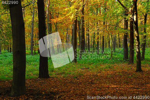 Image of Fall in forest