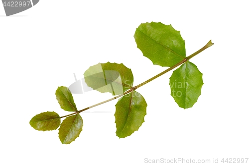 Image of Mahonia leaf on white