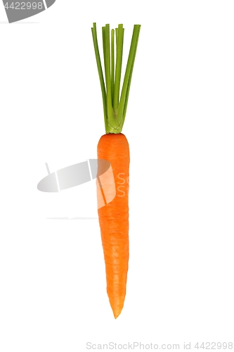 Image of One Carrot on White Background