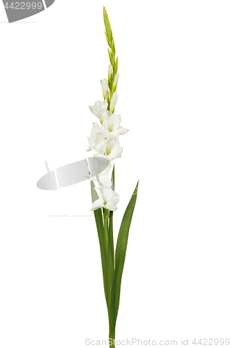 Image of White gladiolus flower