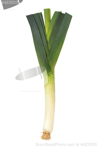 Image of Leek on White