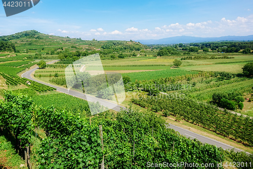 Image of vineyard scenery at Ihringen Kaiserstuhl Germany