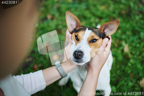 Image of Crop hands petting dog