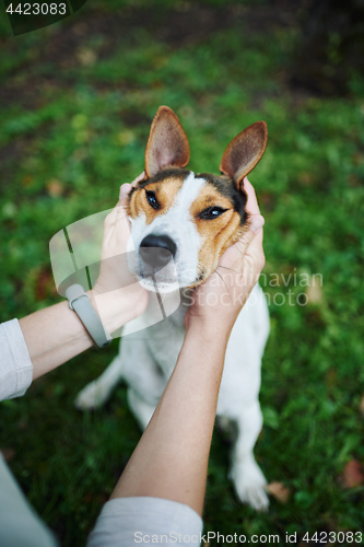 Image of Crop hands petting dog