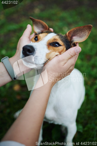 Image of Crop hands petting dog