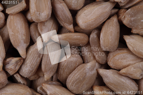 Image of sunflower seeds texture