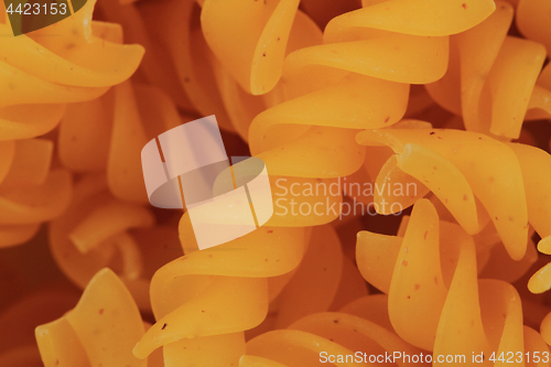 Image of raw pasta texture