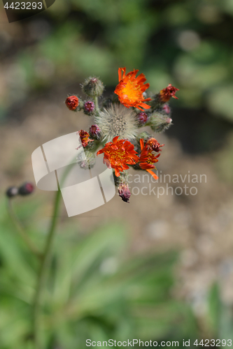 Image of Orange hawkweed