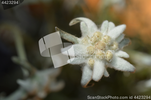 Image of Edelweiss close up