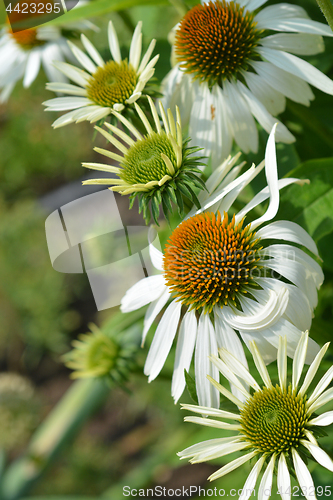 Image of White coneflowers