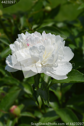 Image of White peony