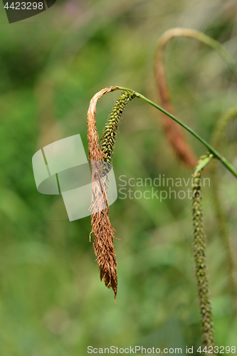 Image of Pendulous sedge