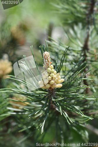 Image of Dwarf mountain pine