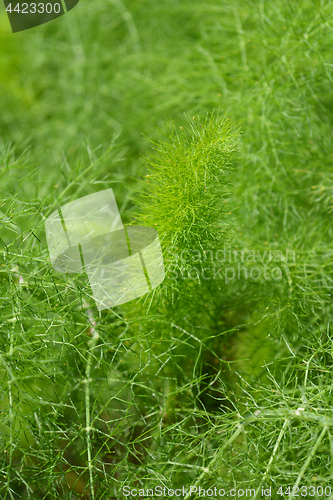 Image of Fennel