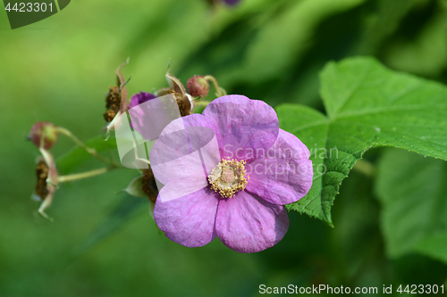 Image of Flowering raspberry