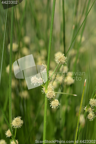 Image of Bulrush flowers
