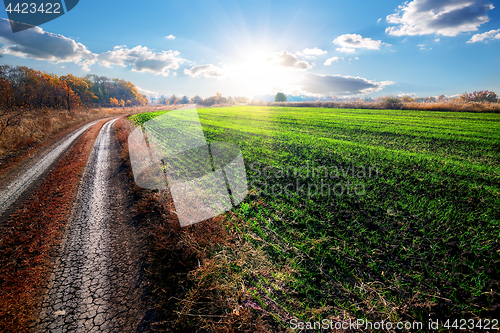 Image of Road near field of winter crop